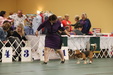 Enlarge photo 160