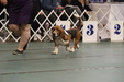 Enlarge photo 154