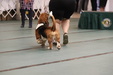 Enlarge photo 107