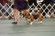 Enlarge photo 88