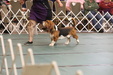 Enlarge photo 79
