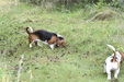 Enlarge photo 35