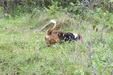 Enlarge photo 34