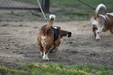 Enlarge photo 42