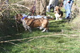 Enlarge photo 32