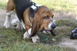Open Dog