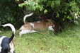 Enlarge photo 21