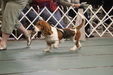 Enlarge photo 74