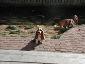 Pepper & others