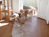 Enlarge photo 6