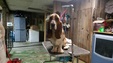 Enlarge photo 45
