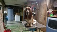 Enlarge photo 49