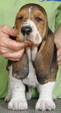 Enlarge photo 45
