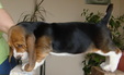 Enlarge photo 63