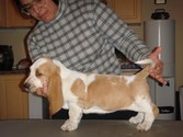 Puppies 8 weeks