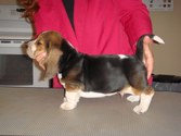 Puppy Stacking