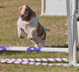 Rosie Agility