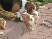 Enlarge photo 77