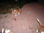 Enlarge photo 116