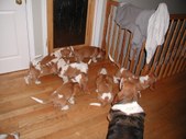 Enlarge photo 11