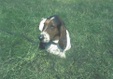 Enlarge photo 8