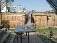 Enlarge photo 30