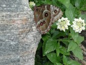 Enlarge photo 61