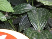 Enlarge photo 65