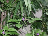 Enlarge photo 66