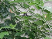 Enlarge photo 68