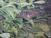 Enlarge photo 71