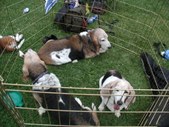 Enlarge photo 118