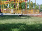Enlarge photo 104