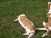 Enlarge photo 10
