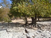 Enlarge photo 52