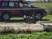 Enlarge photo 92