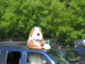 Enlarge photo 71