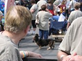 Enlarge photo 85