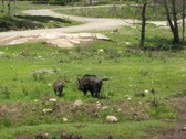 Enlarge photo 97