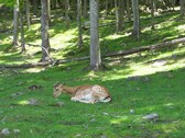 Enlarge photo 109