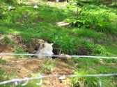 Enlarge photo 124