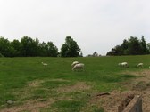 Enlarge photo 195