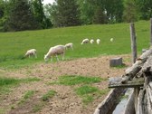 Enlarge photo 196