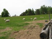 Enlarge photo 197