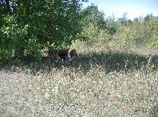 Enlarge photo 67