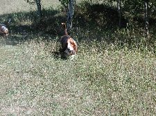 Enlarge photo 72