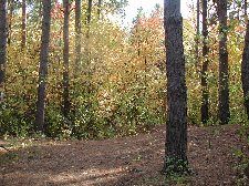 Enlarge photo 81