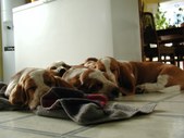Enlarge photo 13