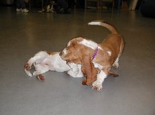 PUPPY SCHOOL