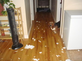 Puppysitting 2010